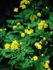 Celandine Chelidonium majus